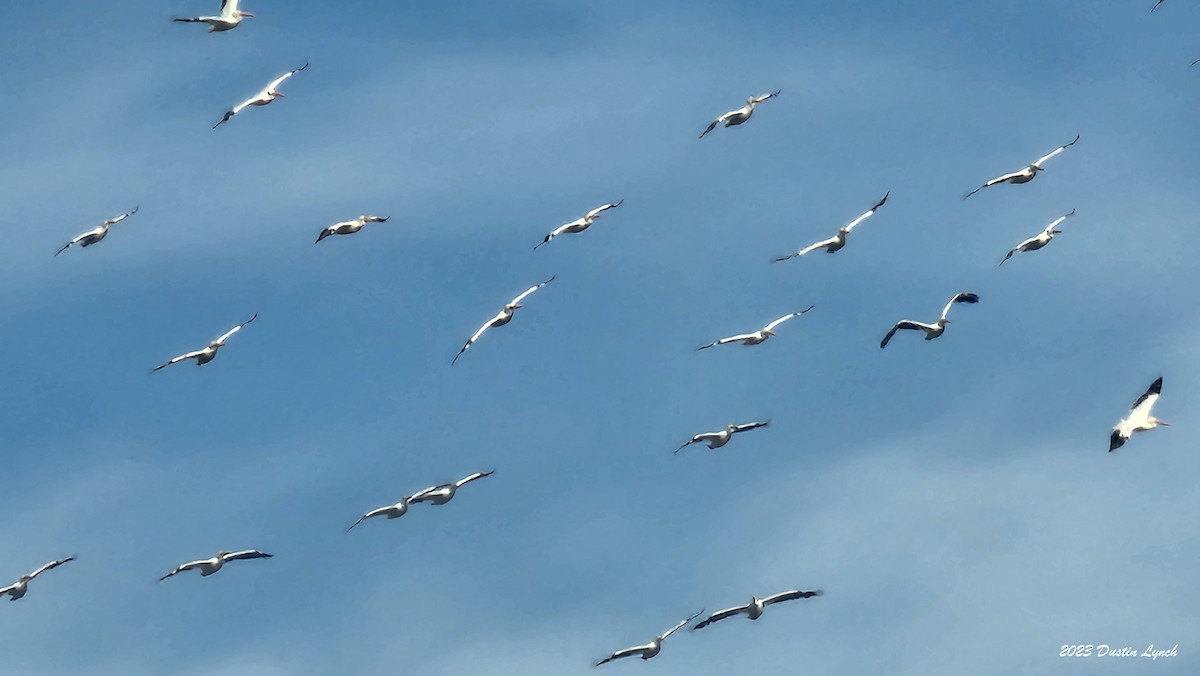 American White Pelican - ML647105792