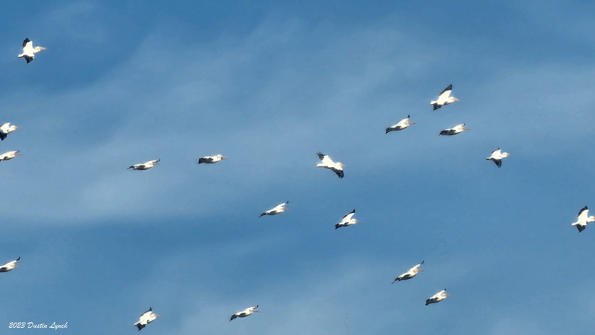 American White Pelican - ML647105793