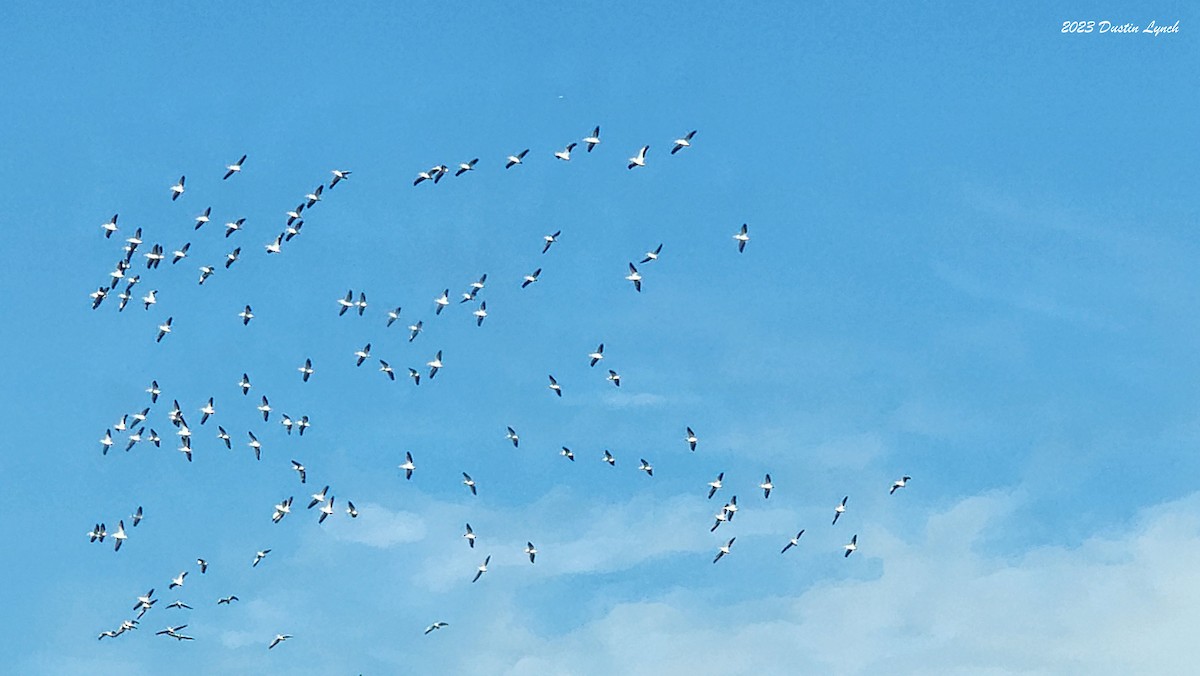 American White Pelican - ML647105794