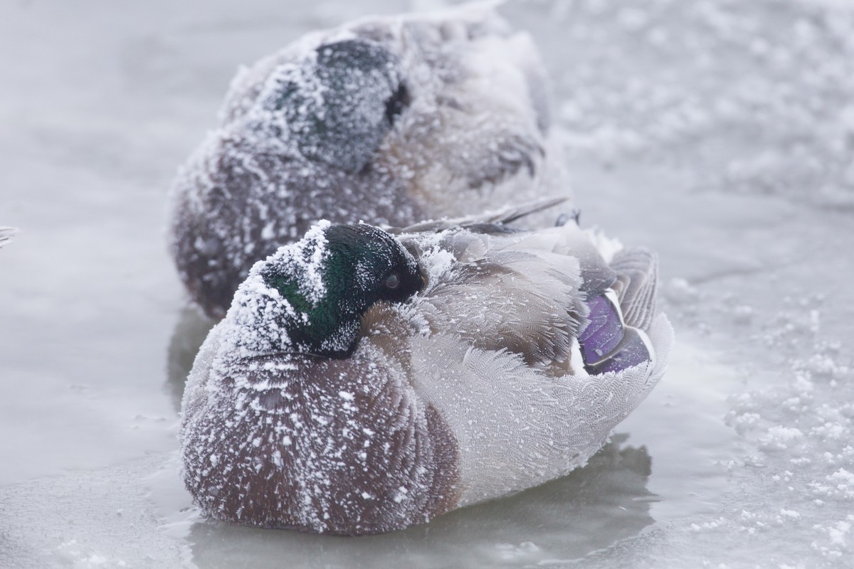 Mallard - ML647105806