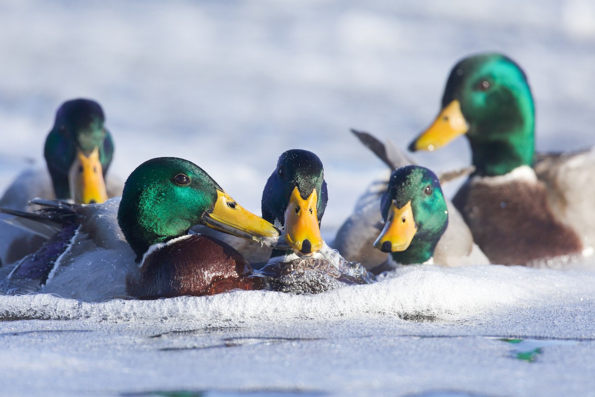 Mallard - ML647105807