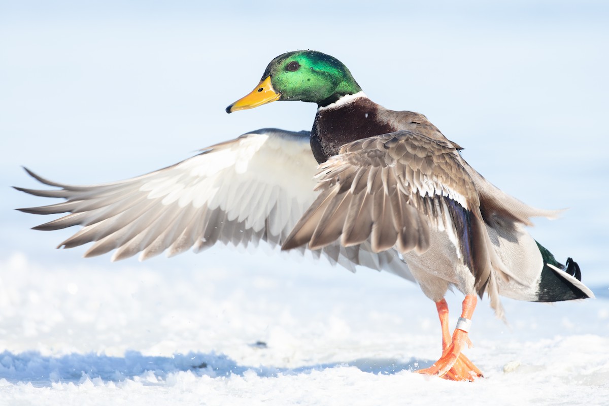 Mallard - ML647105808