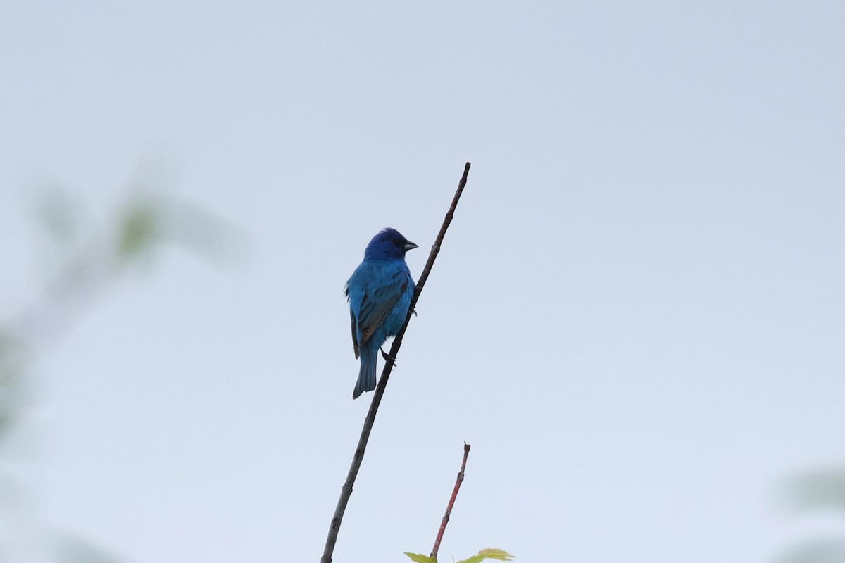 Indigo Bunting - ML647105812