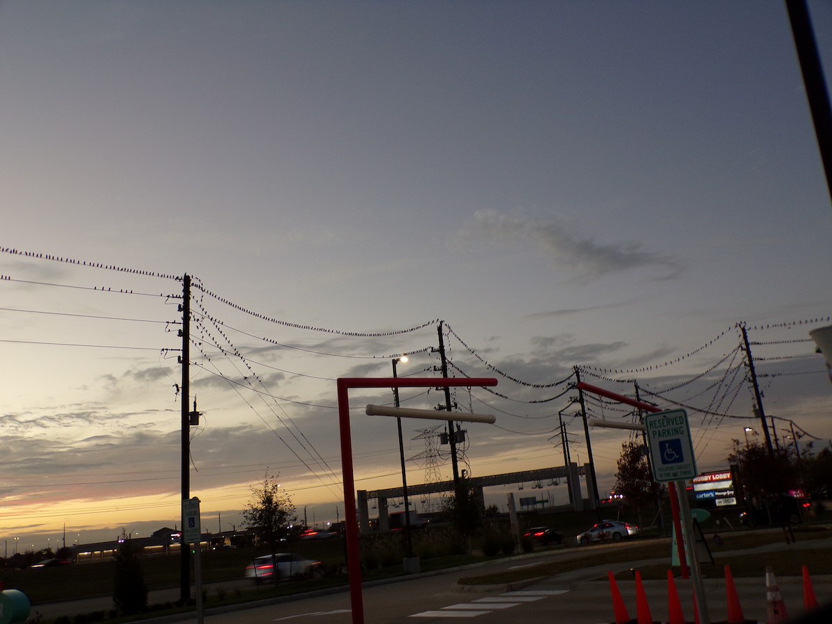 Great-tailed Grackle - ML647105826