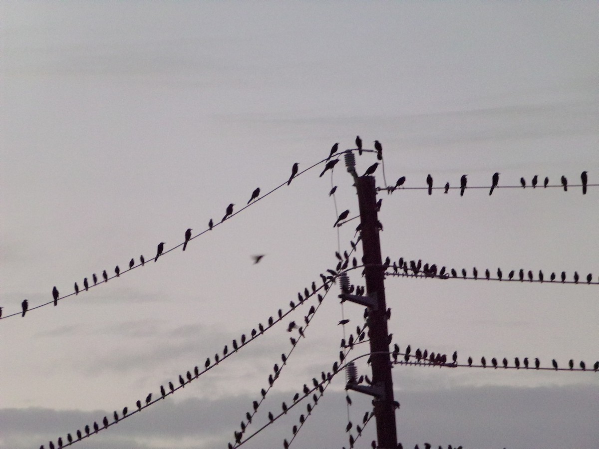 Great-tailed Grackle - ML647105827