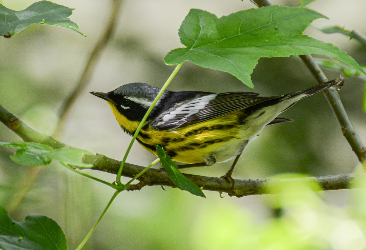 סבכון לבן-זנב - ML647105828
