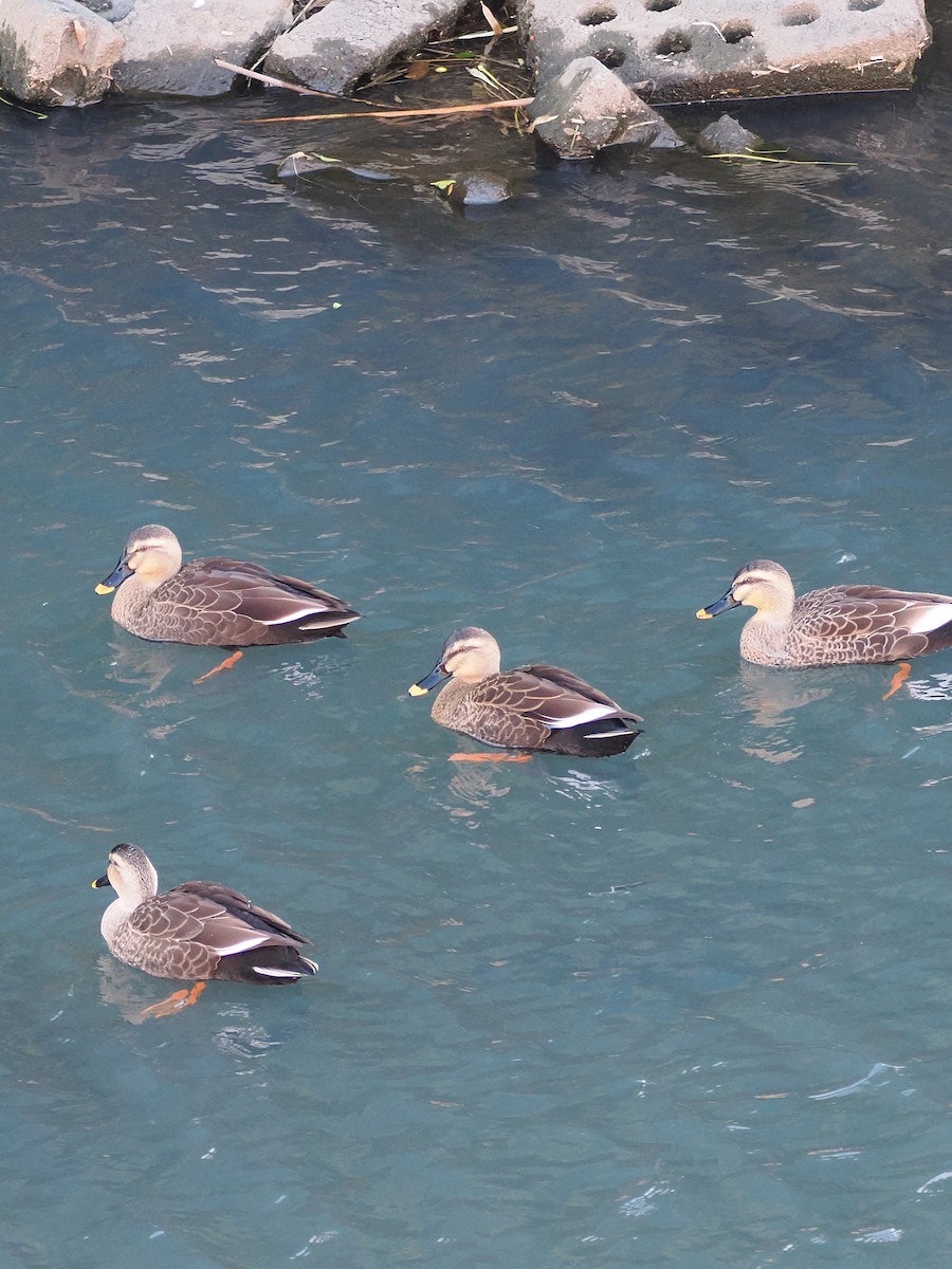 カルガモ - ML647105831