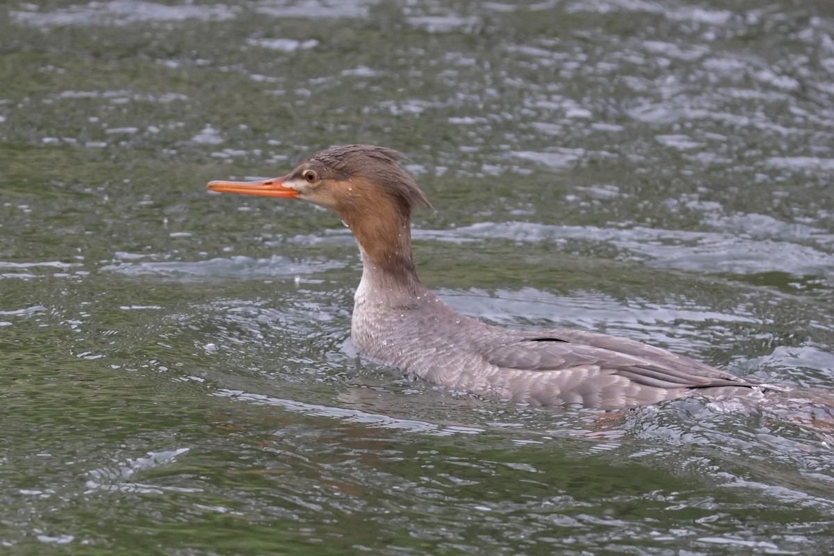 Red-breasted Merganser - ML647105834