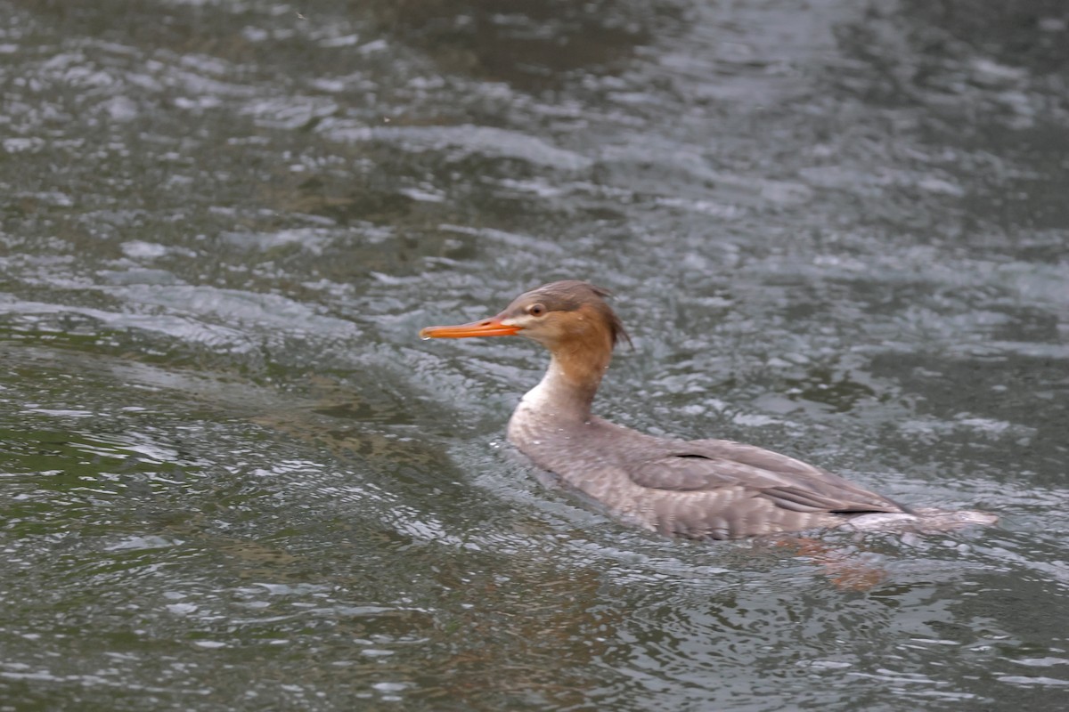 Red-breasted Merganser - ML647105843