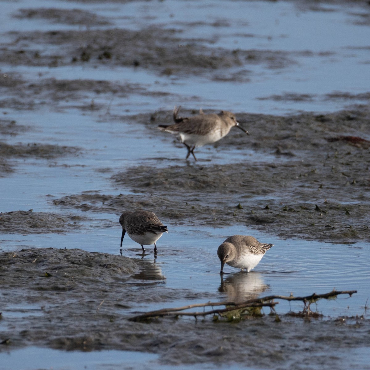 Alpenstrandläufer - ML647105846
