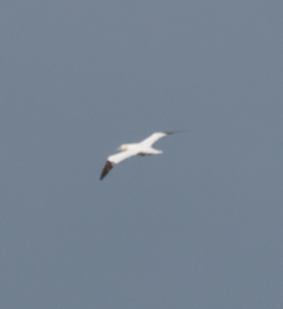 Alcatraz Atlántico - ML647105847