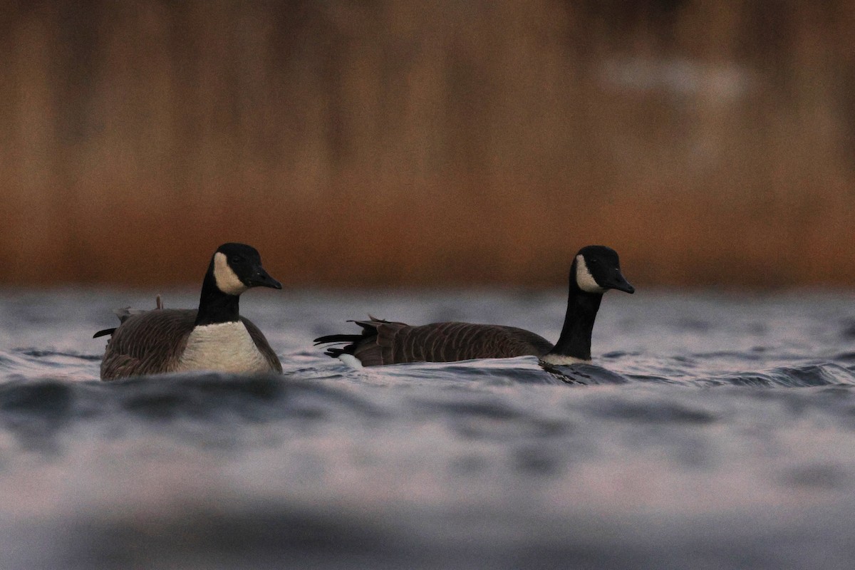 Canada Goose - ML647105872