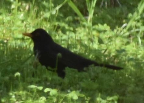 Eurasian Blackbird - ML647105875