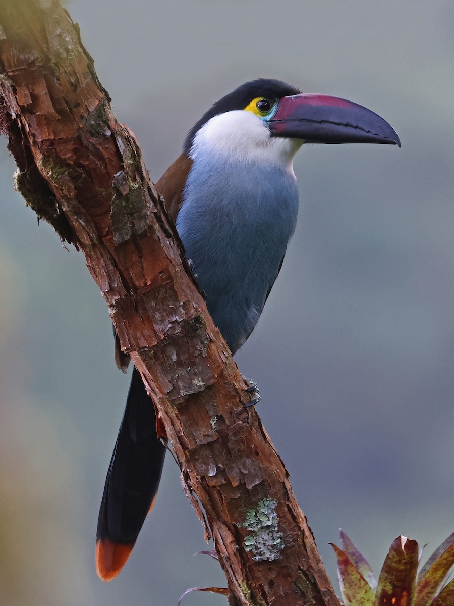 Андигена білощока - ML647105878