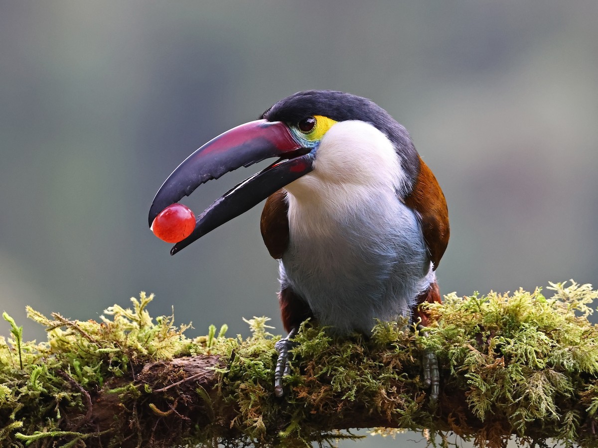 Андигена білощока - ML647105879