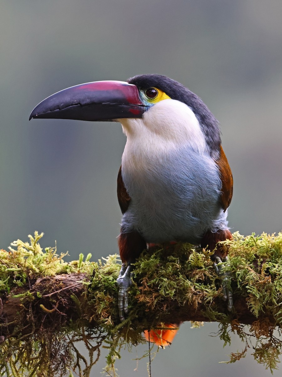 Андигена білощока - ML647105881