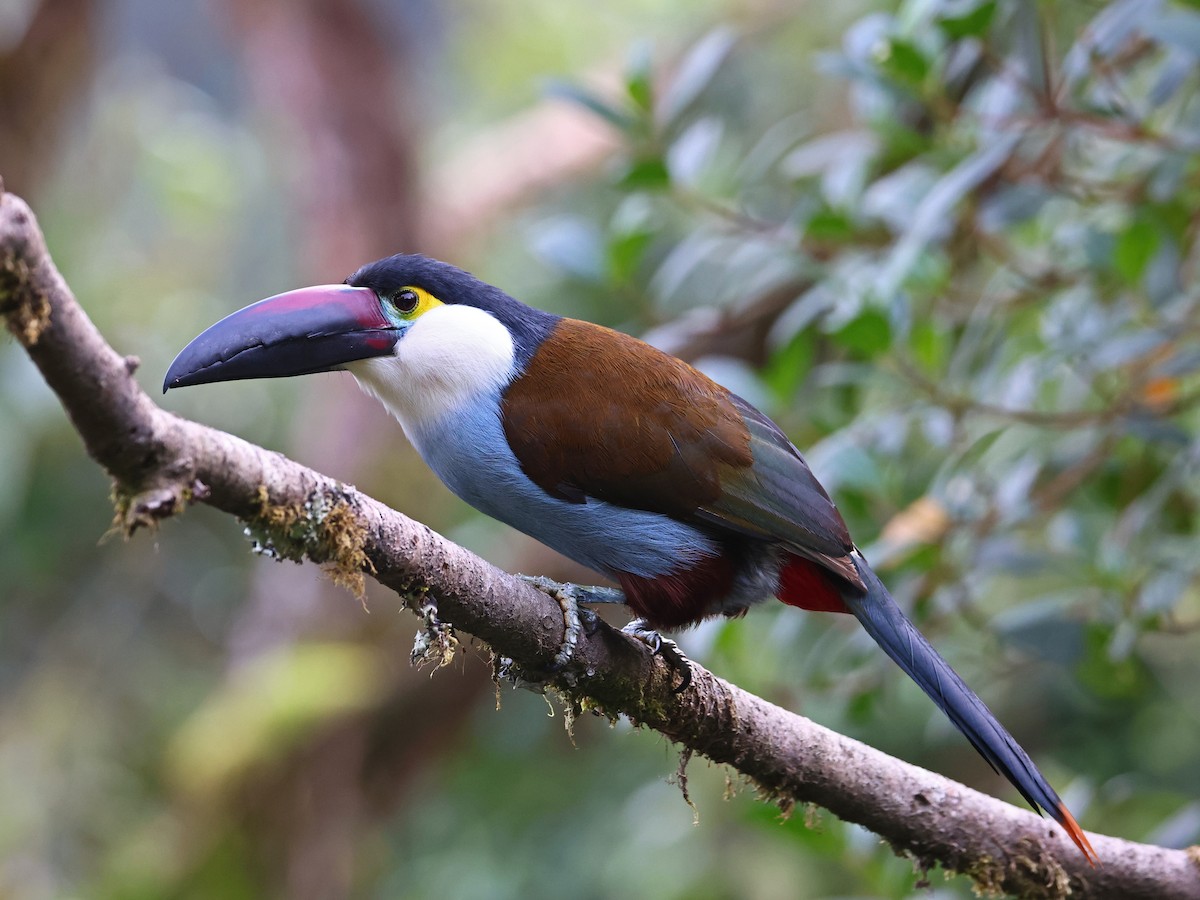 Андигена білощока - ML647105882