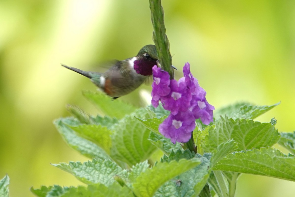 Amethyst Woodstar - ML647105893