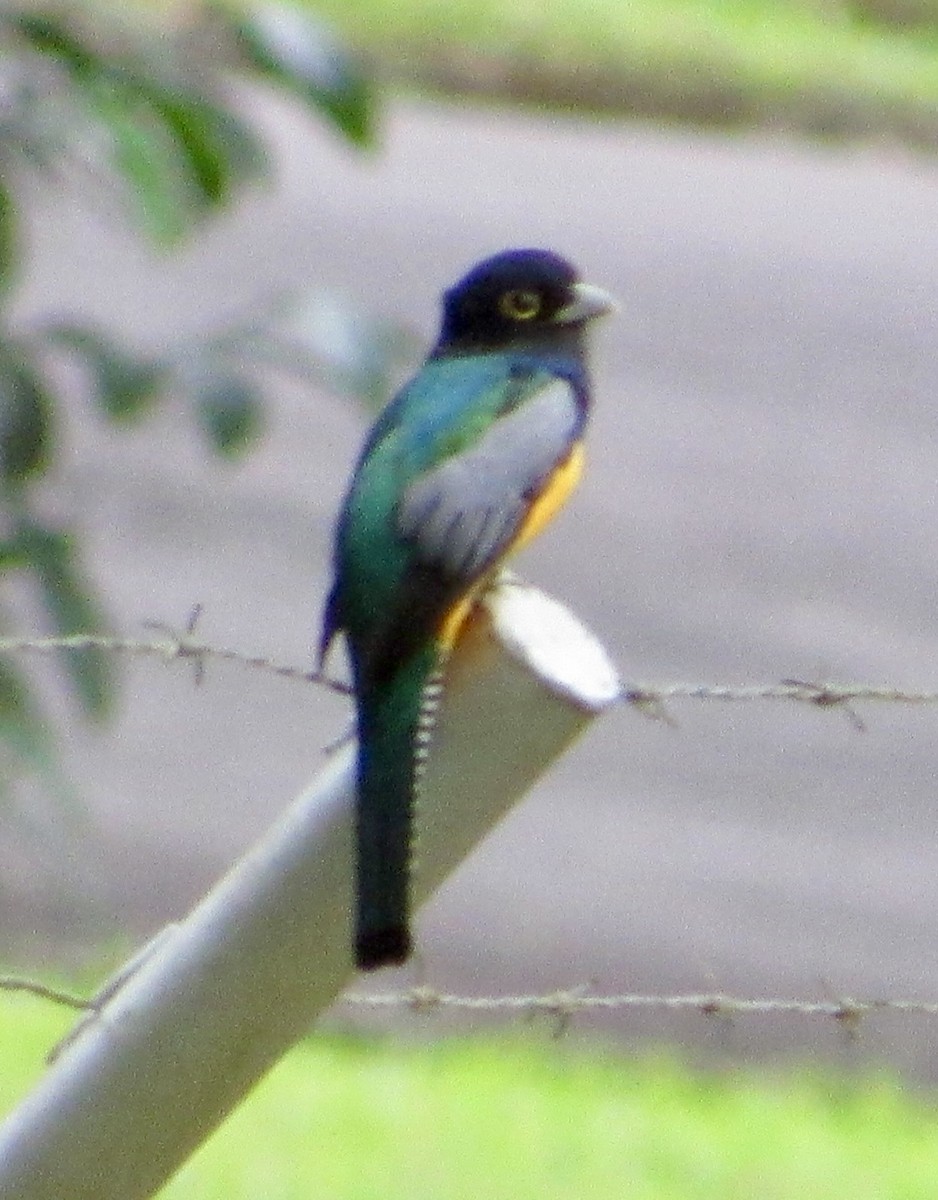 Gartered Violaceous Trogon - ML647105894