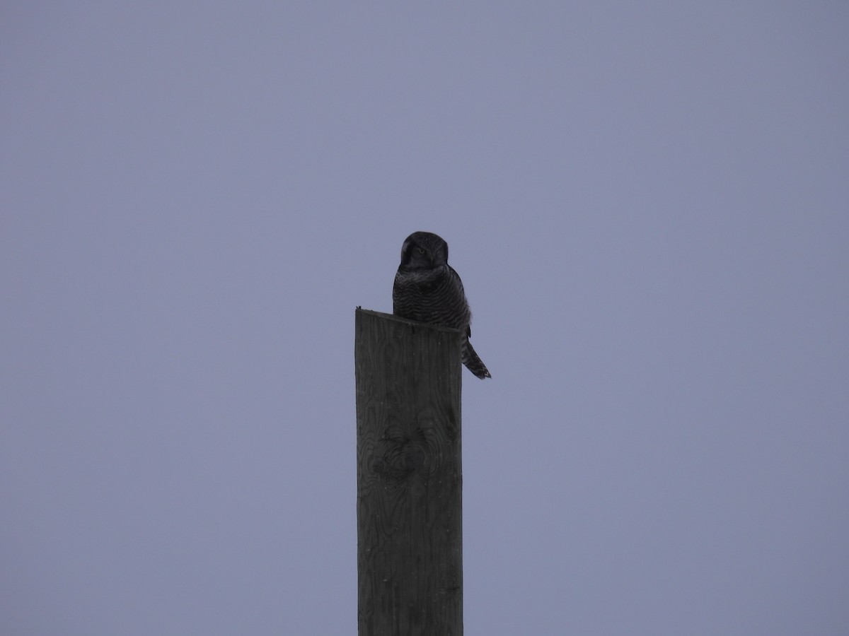 כוס ניצי - ML647105895
