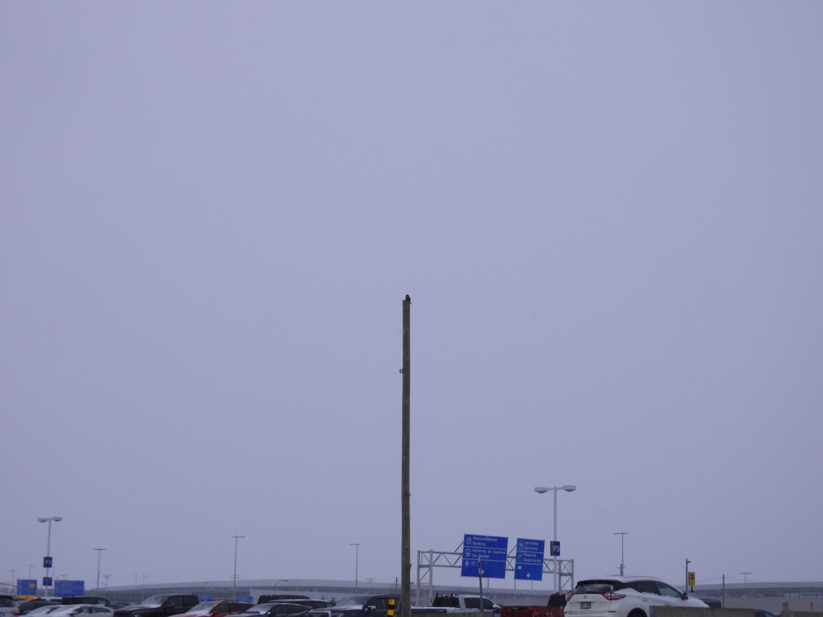 כוס ניצי - ML647105896