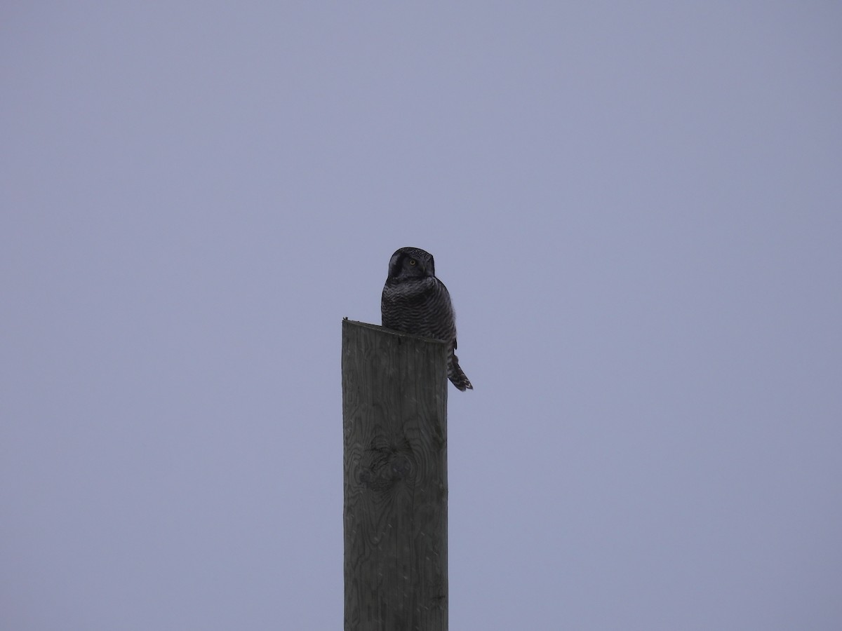 כוס ניצי - ML647105897