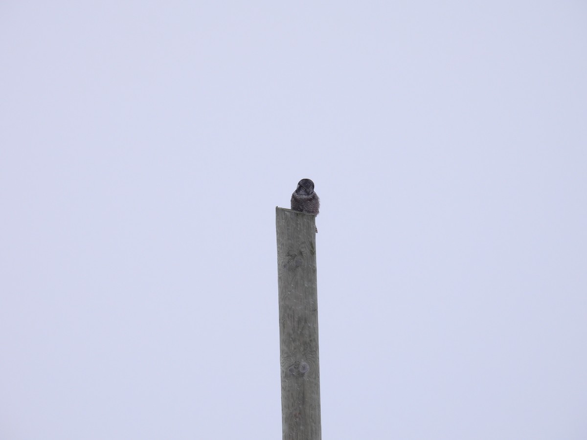 כוס ניצי - ML647105899