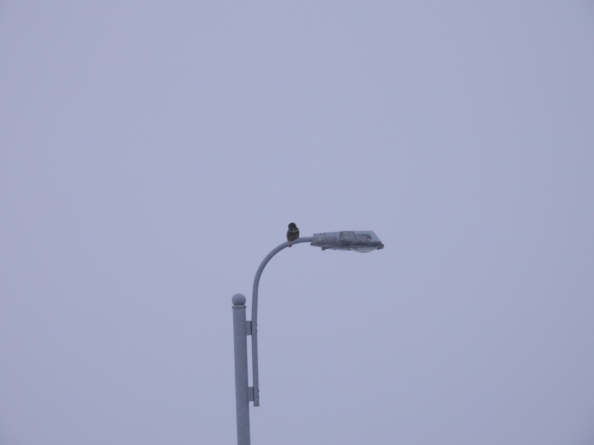 כוס ניצי - ML647105900