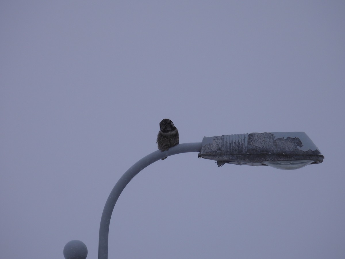 כוס ניצי - ML647105901