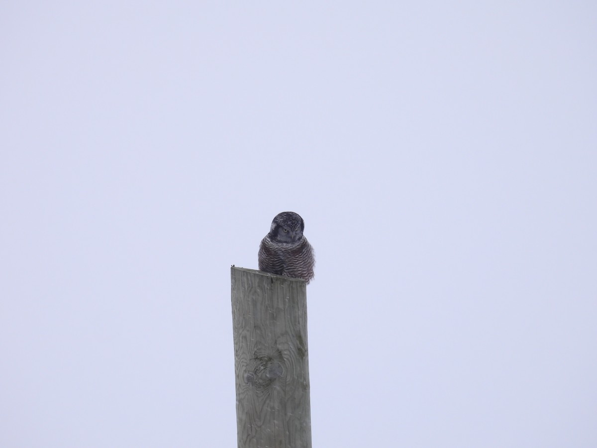 Épervière boréale - ML647105903