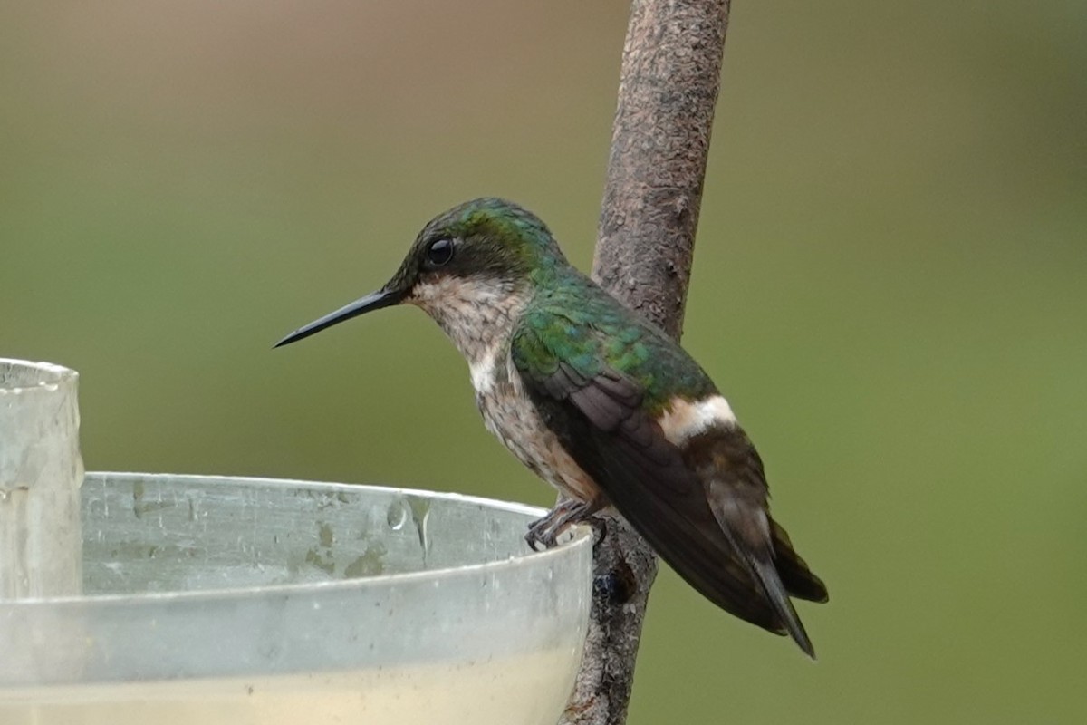 Festive Coquette - ML647105915