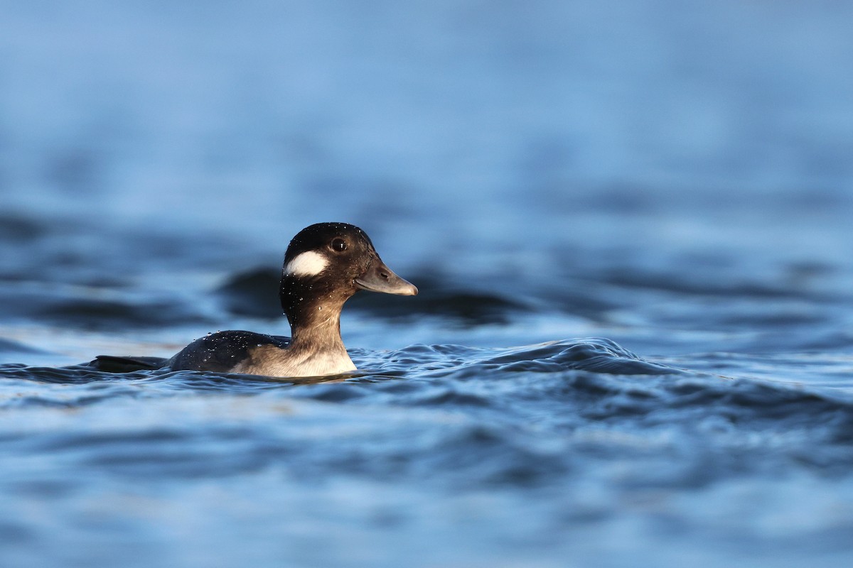 Bufflehead - ML647105934