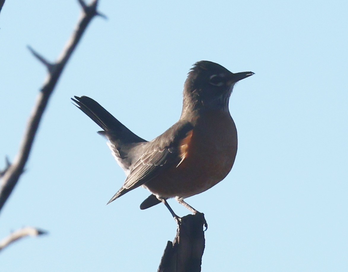 Merle d'Amérique - ML647105945