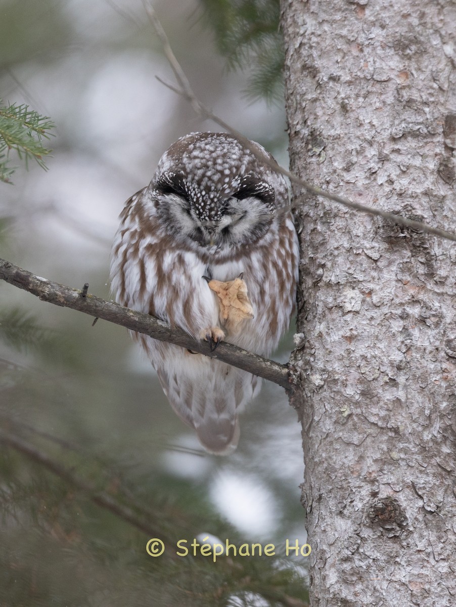 キンメフクロウ - ML647105946