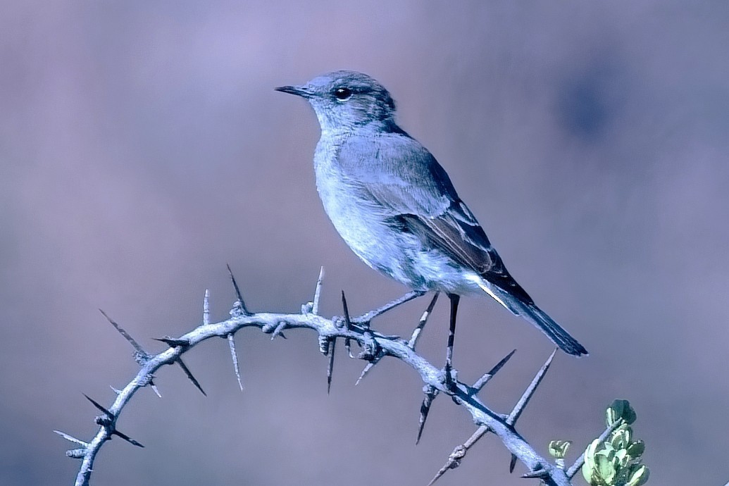 Karoo Chat - Gregg Hitchings