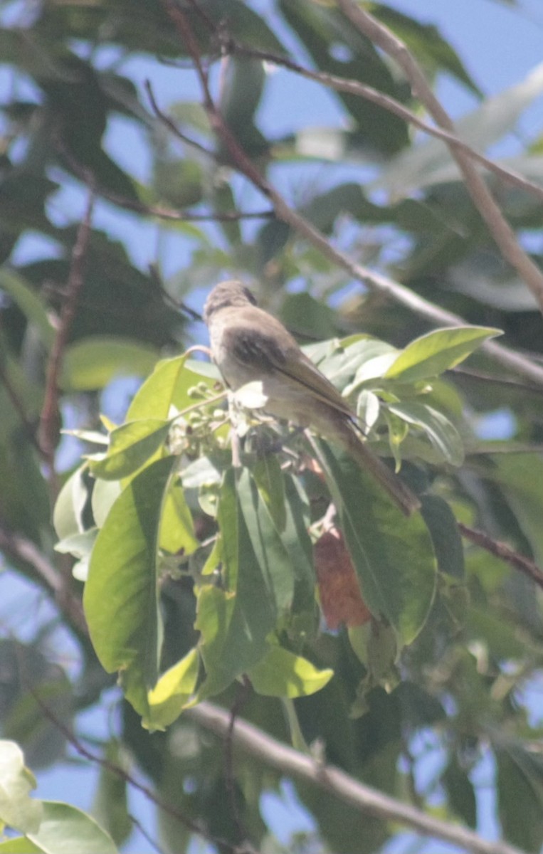 Brown Honeyeater - ML647105953