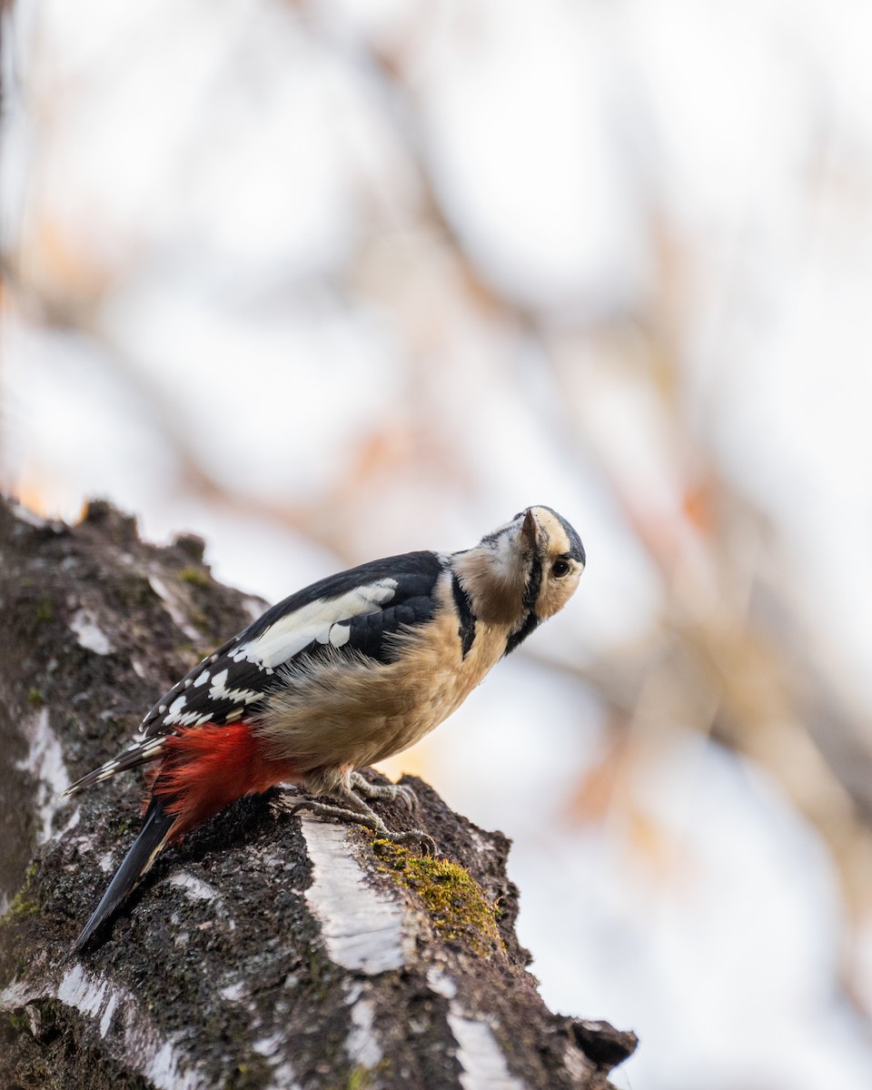 Great Spotted Woodpecker - ML647105966