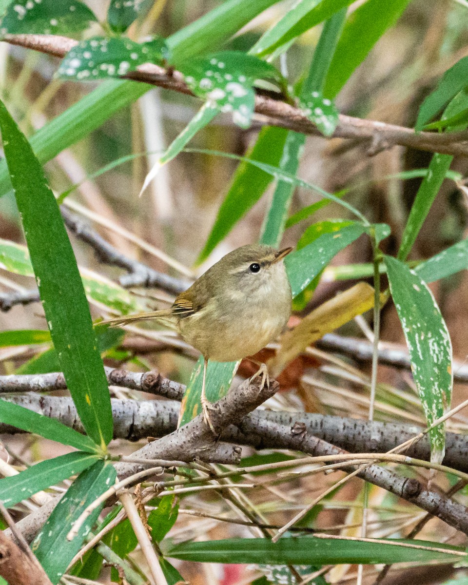 Japanese Bush Warbler - ML647105970