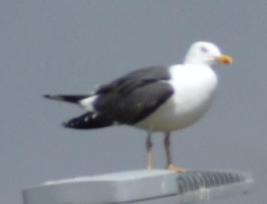 Lesser Black-backed Gull - ML647105972