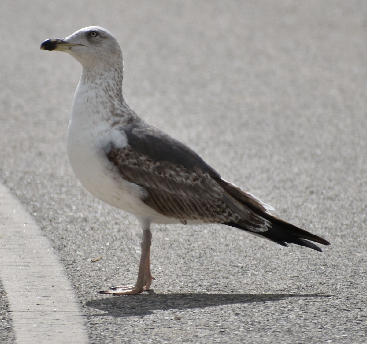 Lesser Black-backed Gull - ML647105973