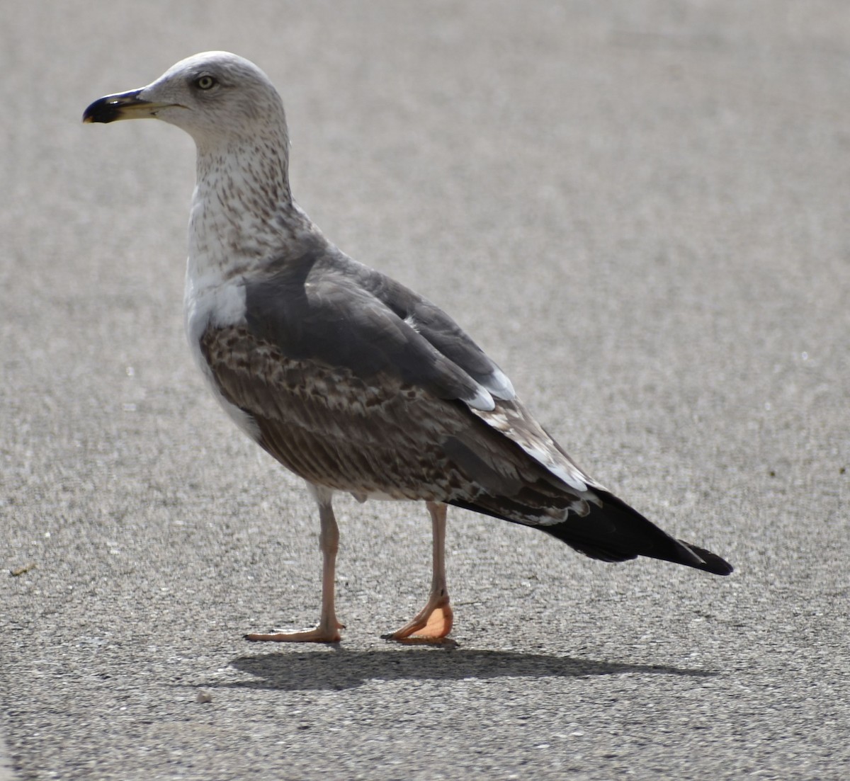 Lesser Black-backed Gull - ML647105974