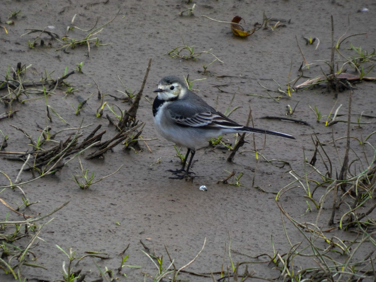 White Wagtail - ML647106003