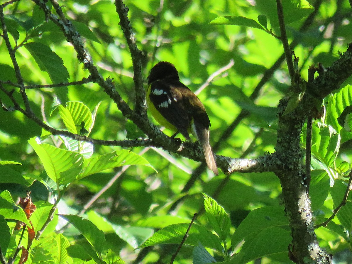 Goldbauch-Kernknacker - ML647106004