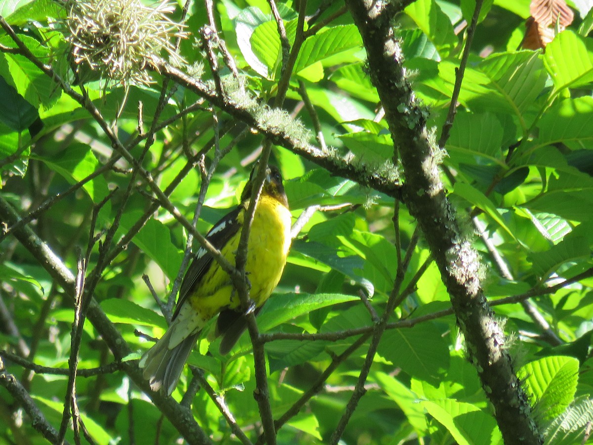 Goldbauch-Kernknacker - ML647106005