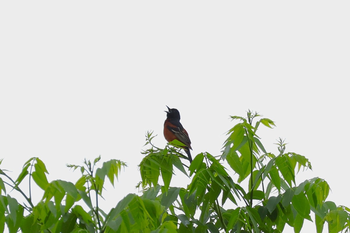 Orchard Oriole - ML647106013