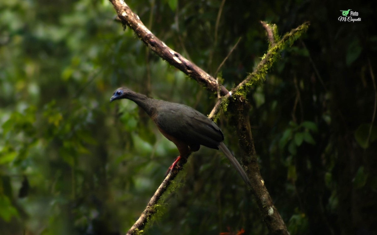 Sickle-winged Guan - ML647106021