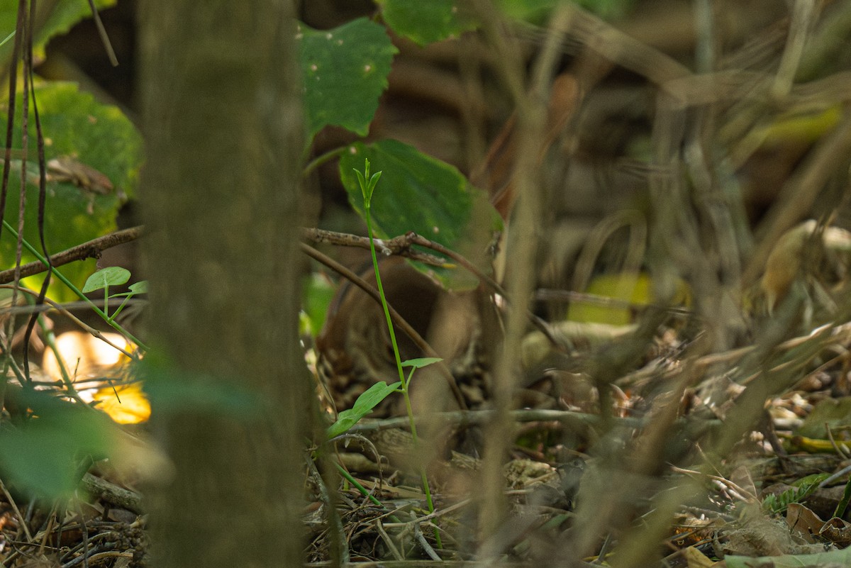 Brown Thrasher - ML647106031
