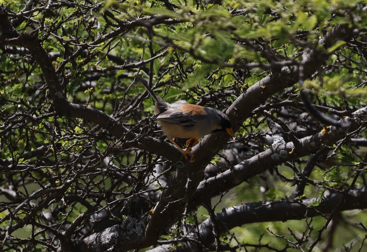 Buff-bridled Inca-Finch - ML647106037