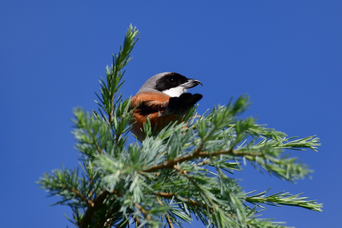 Antzandobi isats-luzea - ML647106038