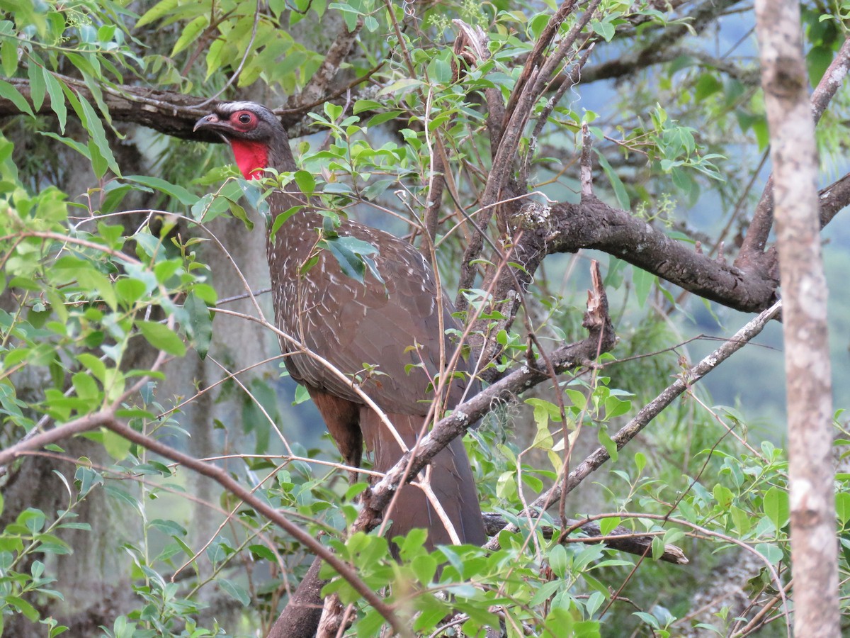 Краснолицая пенелопа - ML647106040